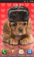 Dulce perro, perrito de vestir Dulce perro, perrito de vestir